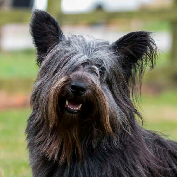 skye terrier raza perro