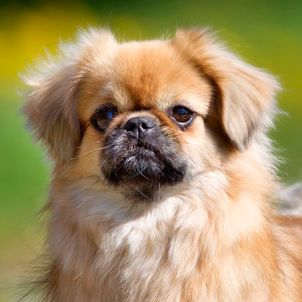 spaniel tibetano raza perro