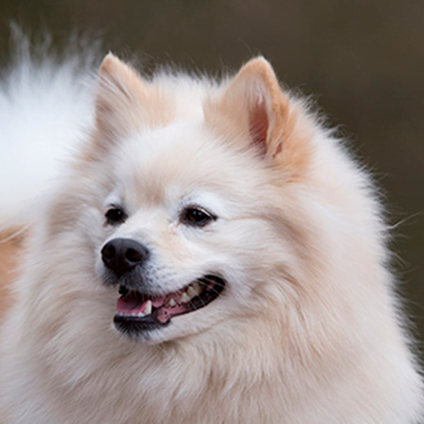 spitz alemán mediano raza perro