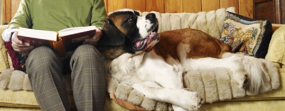 sugerencias para comprar un san bernardo