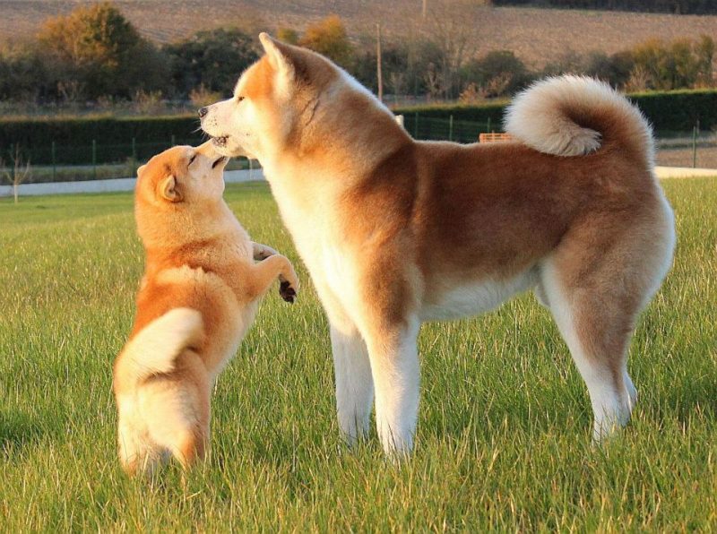temperamento del Akita Inu