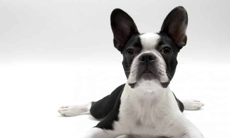 Temperamento del boston terrier. En la imagen un boston terrier sobre fondo blanco