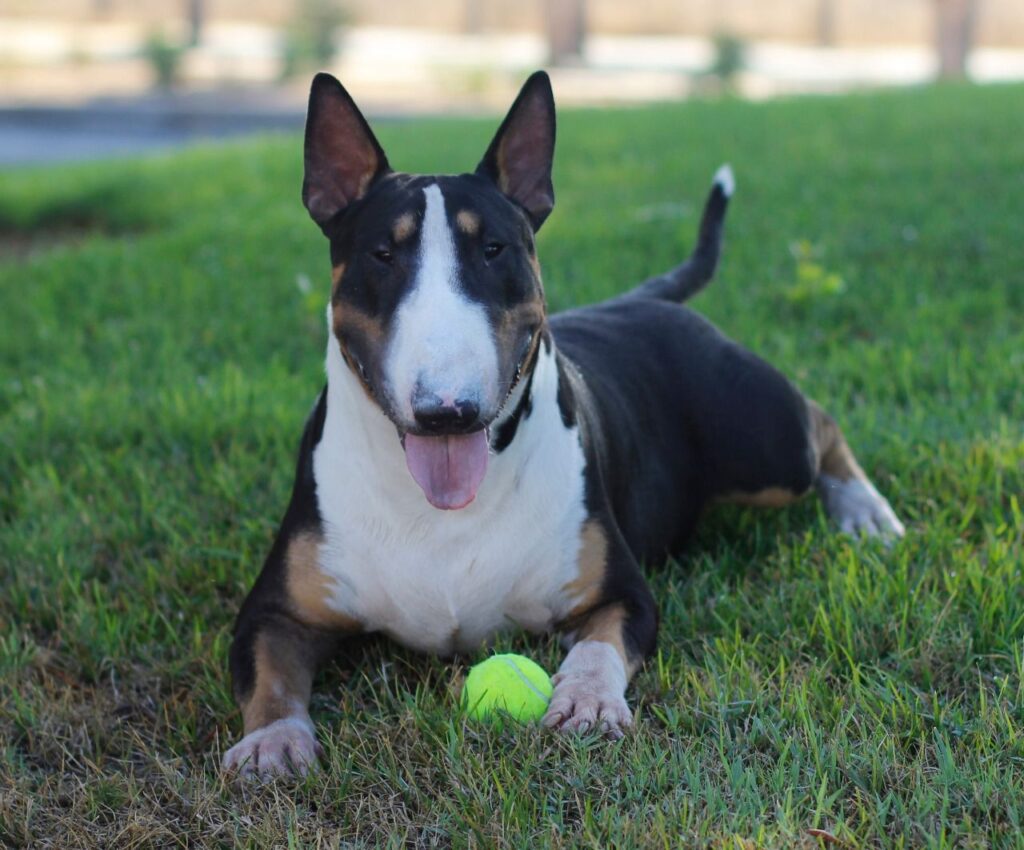 temperamento del bull terrier