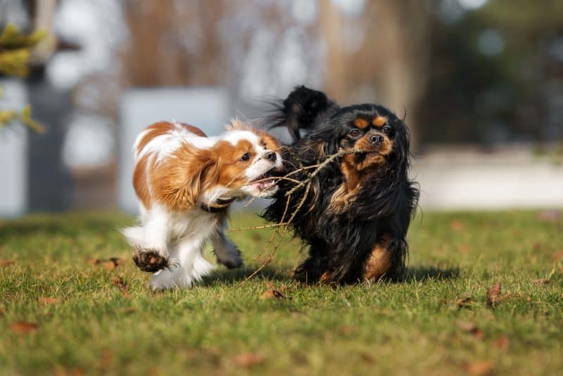 temperamento del cavalier king charles spaniel