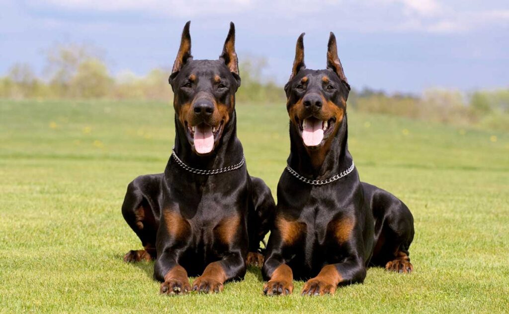 temperamento del dobermann pinscher