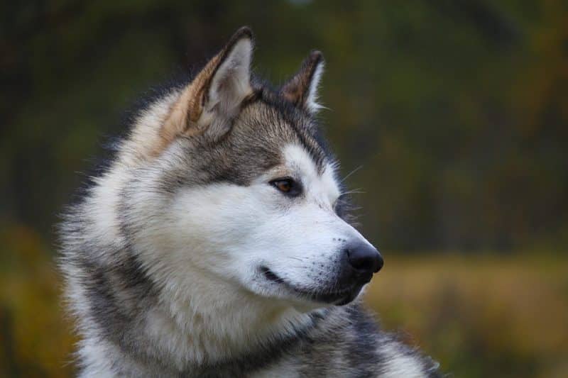 temperamento del malamute de alaska