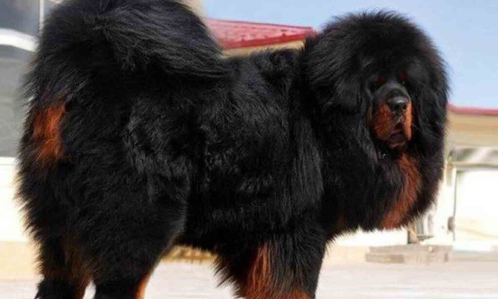 temperamento del mastín tibetano
