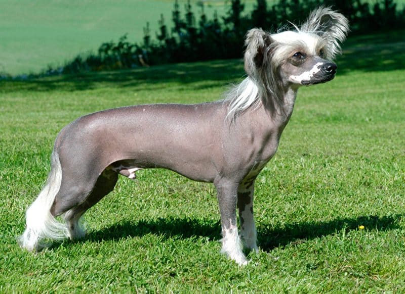 temperamento del perro crestado chino