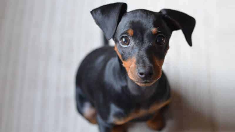 temperamento del pinscher miniatura