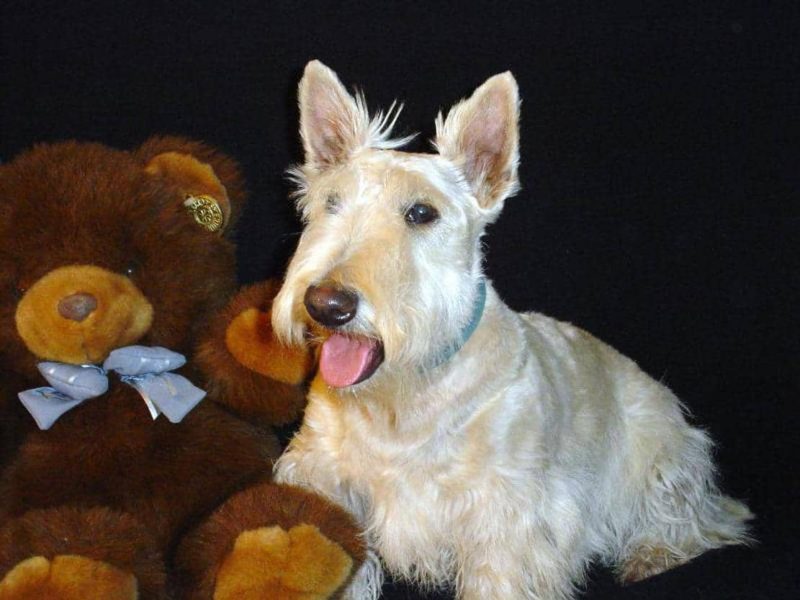 temperamento del scottish terrier