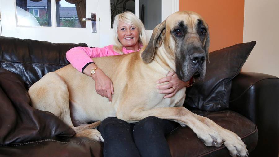 temperamento gran danés 2