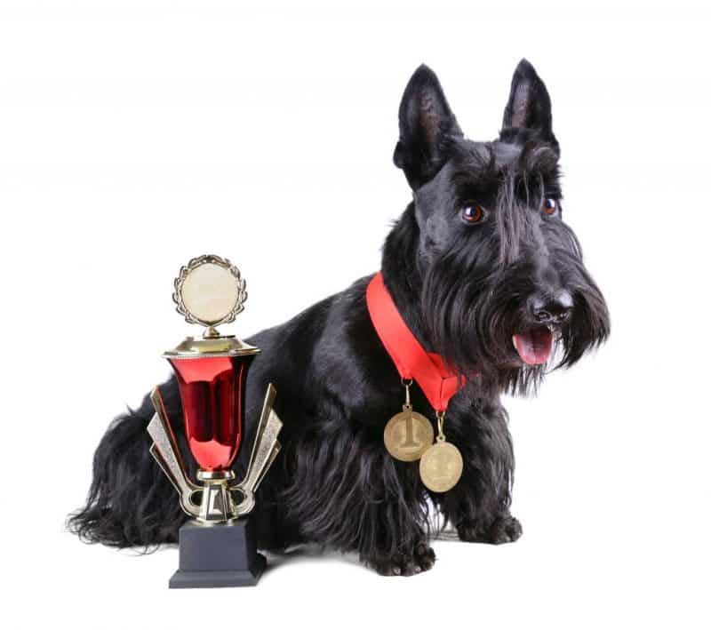 terrier escoces campeón
