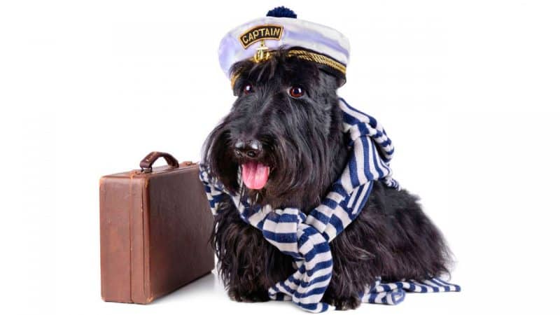 terrier escoces con un disfraz de perro marinero