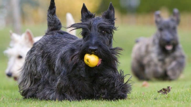 terrier escoces negro jugando