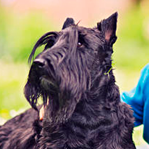 terrier escoces observando la inmensidad