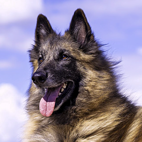 tervuren pastor belga raza perro