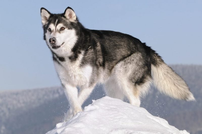 tipos de Alaskan Malamute