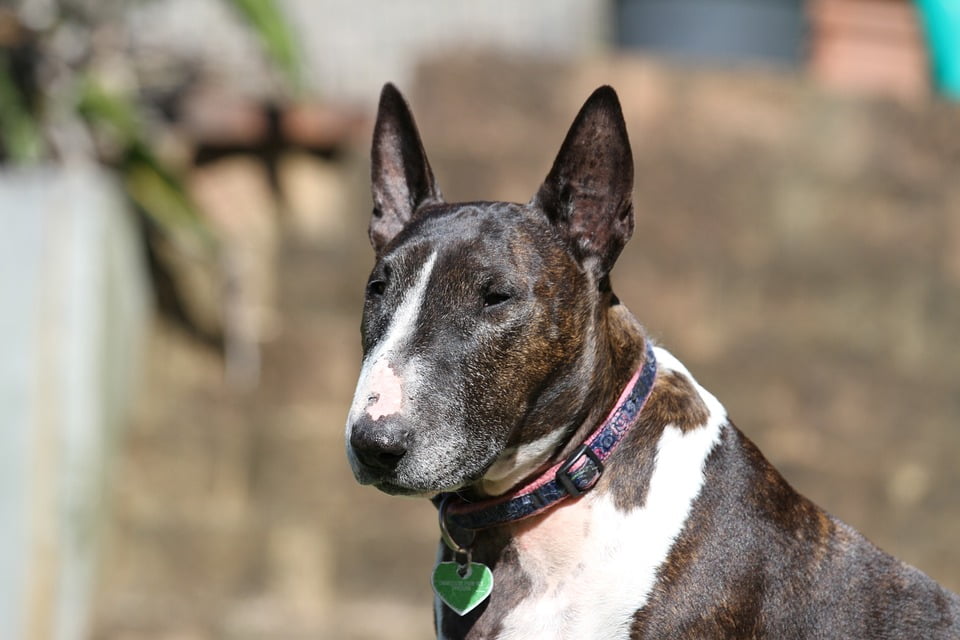 tipos de bull terrier