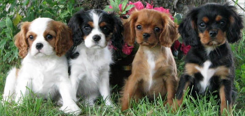 tipos de cavalier king charles spaniel