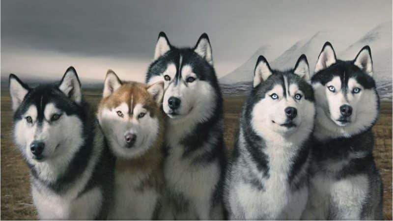tipos de Husky Siberiano