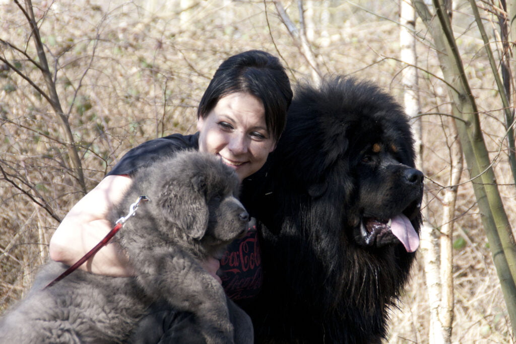 tipos de mastín tibetano