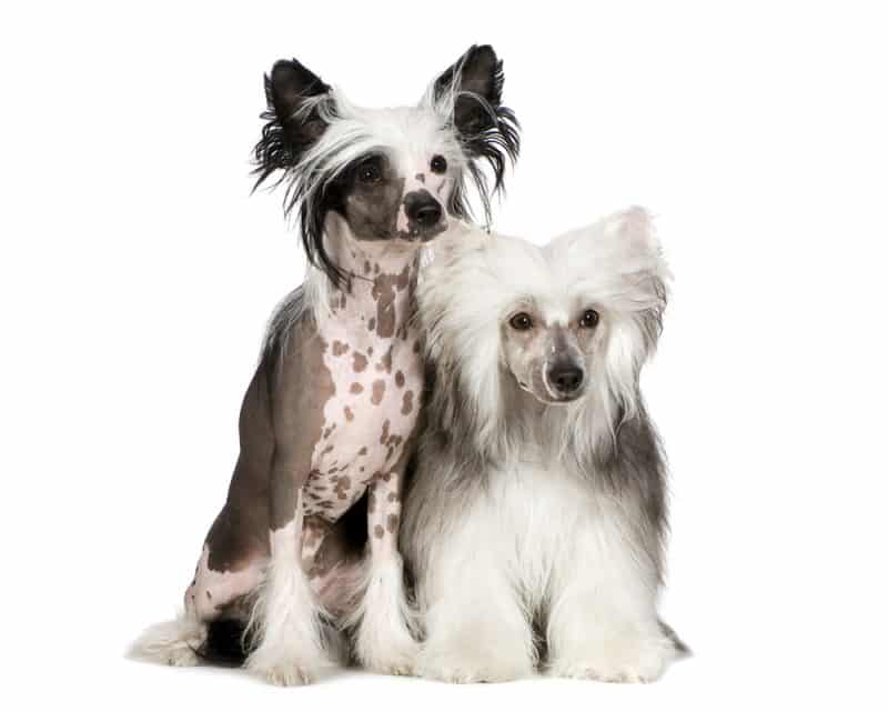 tipos de perro crestado chino