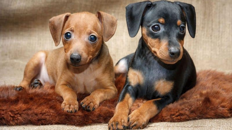 tipos de pinscher miniatura