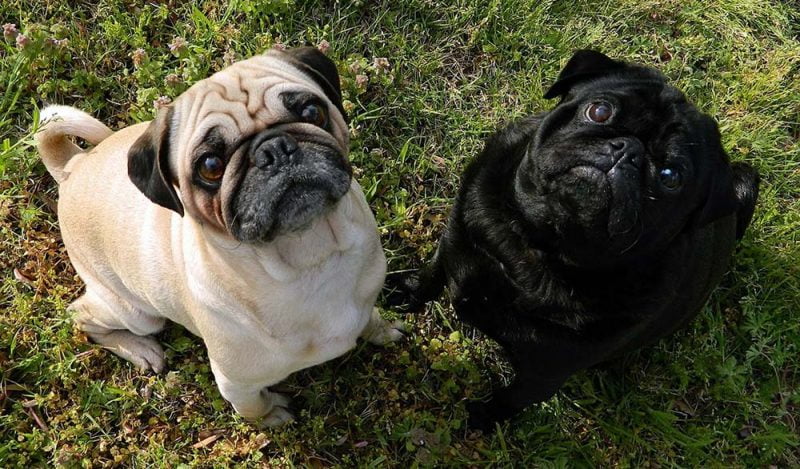 Tipos de Pug