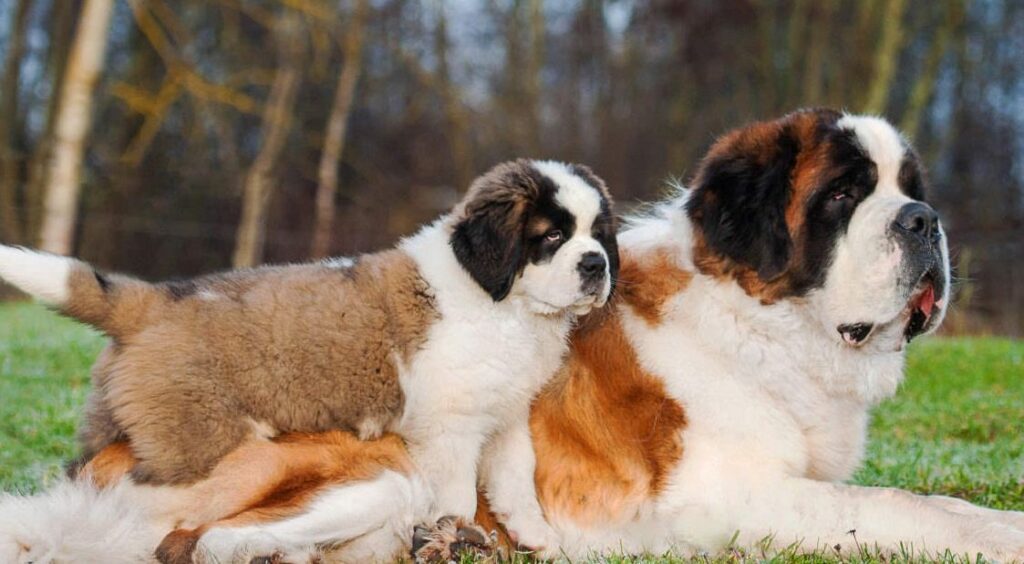 tipos de san bernardo