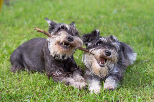 tipos de schnauzer miniatura