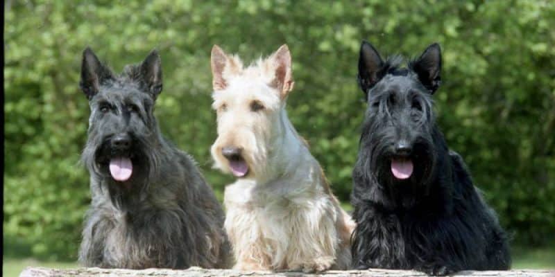 tipos de scottish terrier