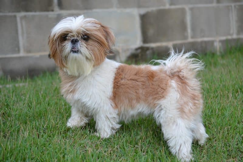 tipos de shih tzu