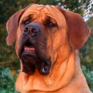 tosa inu contemplando la inmensidad