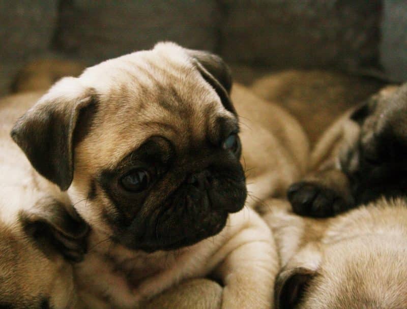 una camada de Pugs