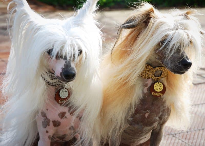 variedad perro crestado chino