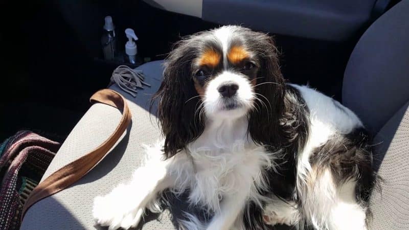 ventajas de tener un cavalier king charles spaniel
