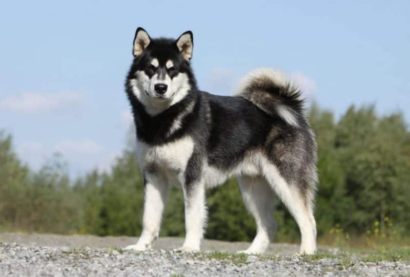 ventajas y desventajas del Alaskan Malamute