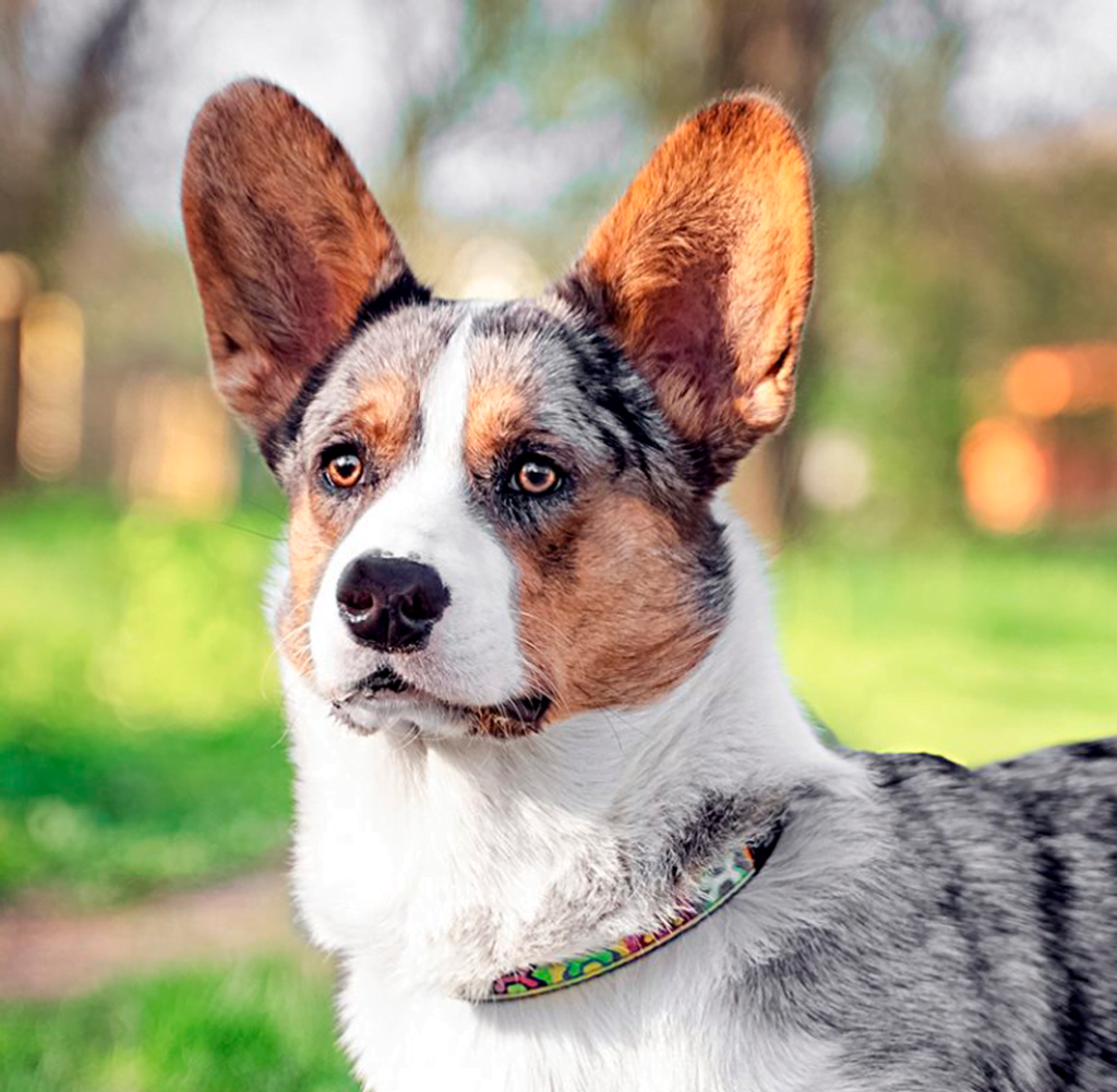 welsh corgi cardigan raza perro