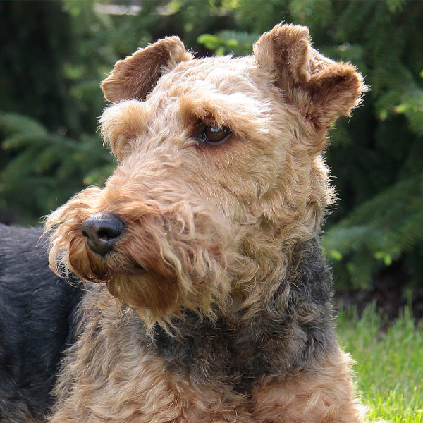 welsh terrier raza perro