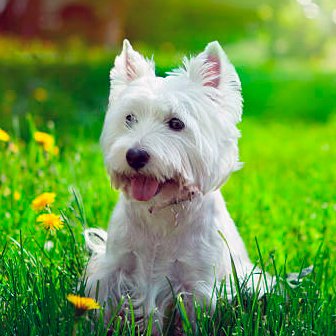 west highland white terrier observando la inmensidad