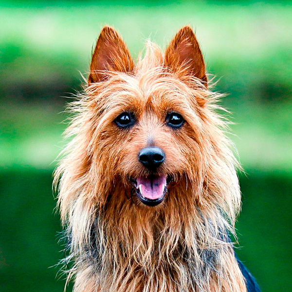australian terrier raza perro