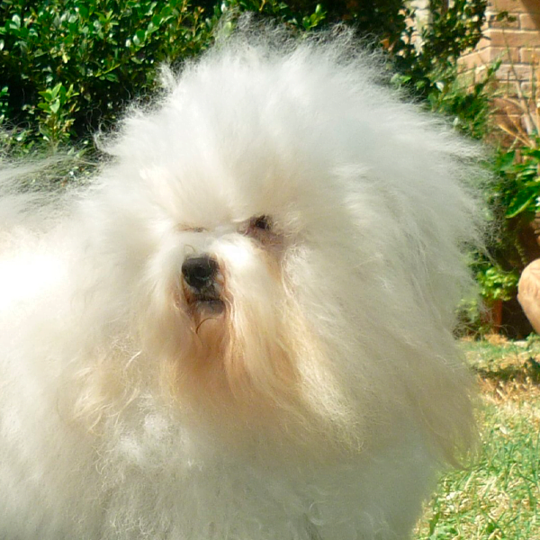 bichón boloñés raza perro