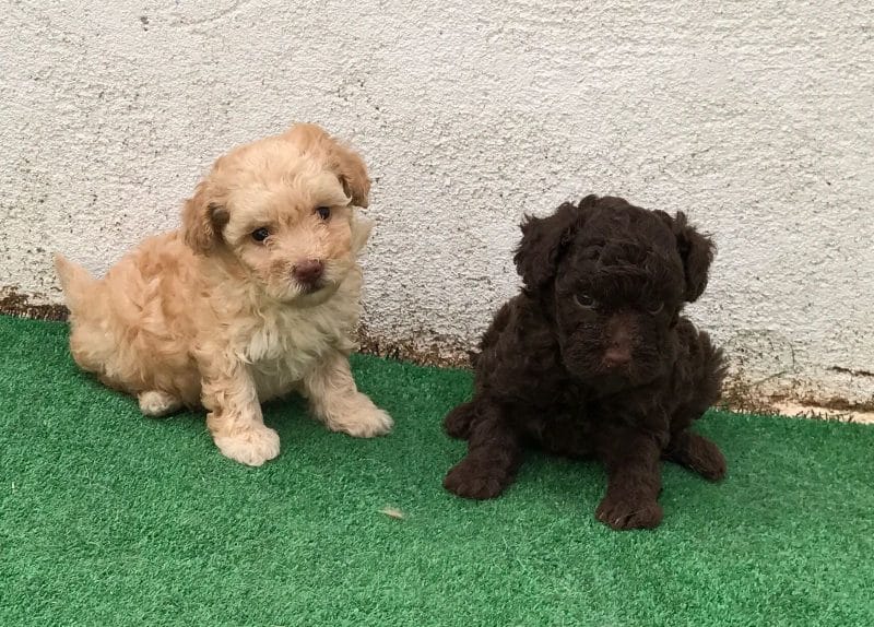 cachorros del Caniche Toy