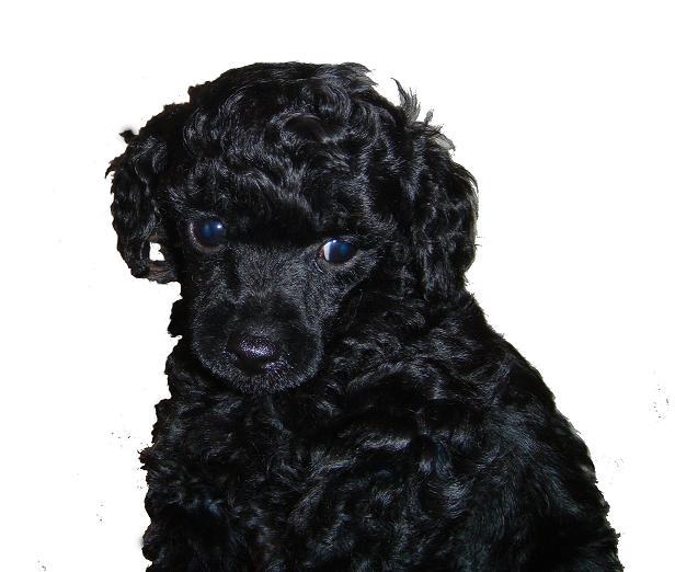 Caniche Toy negro sobre fondo blanco