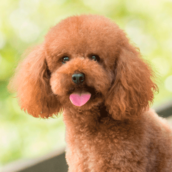 caniche toy raza perro