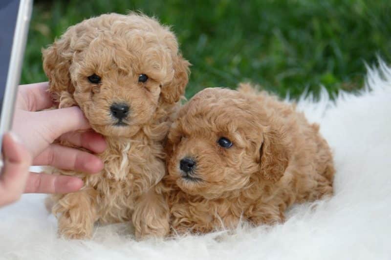 2 Caniche Toy sobre una alfombra peluda blanca