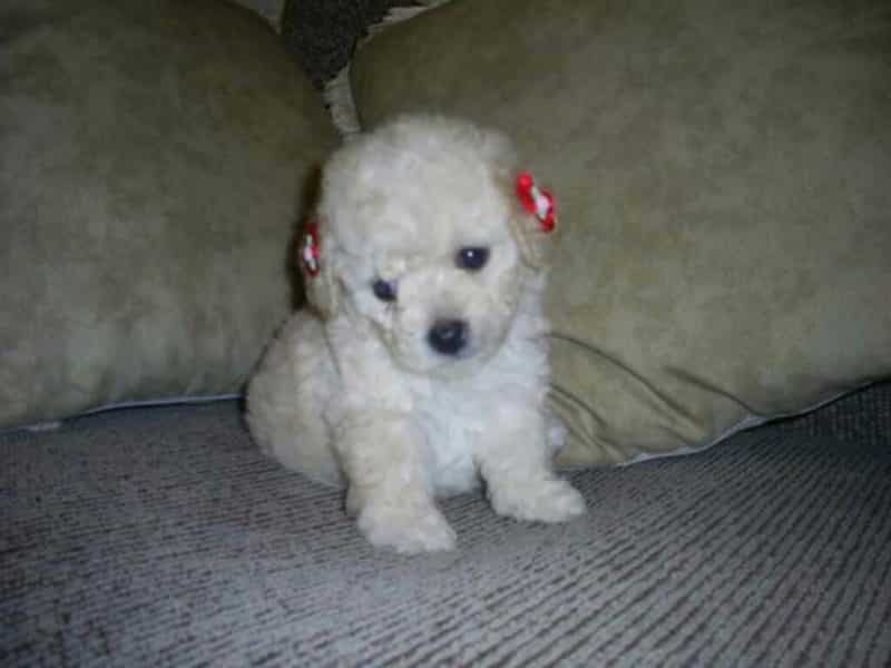 Caniche Toy sobre una cama