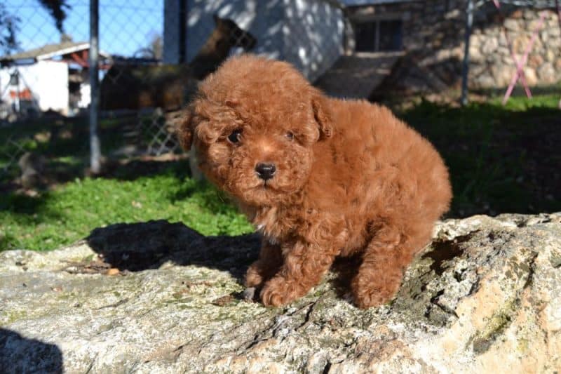 Caniche Toy sobre una roca