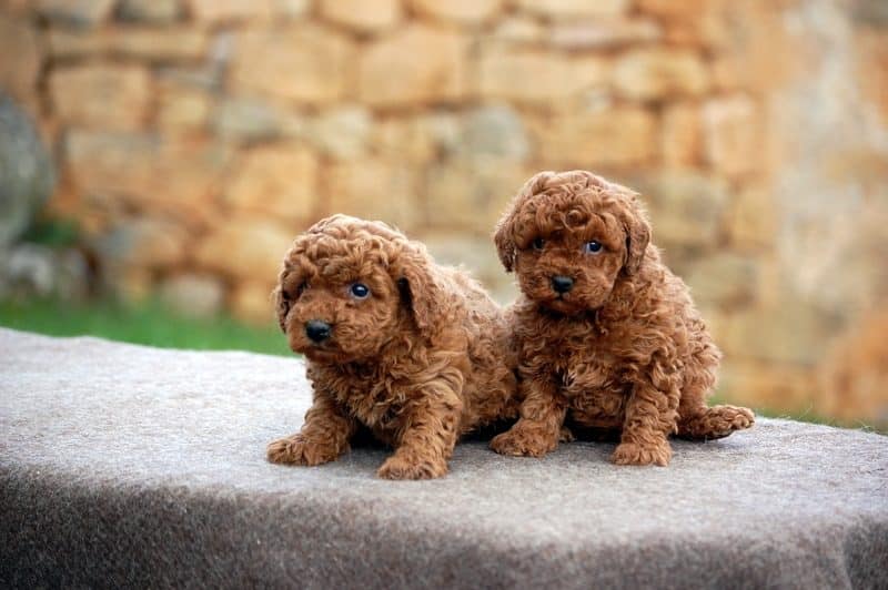 carácter del Caniche Toy