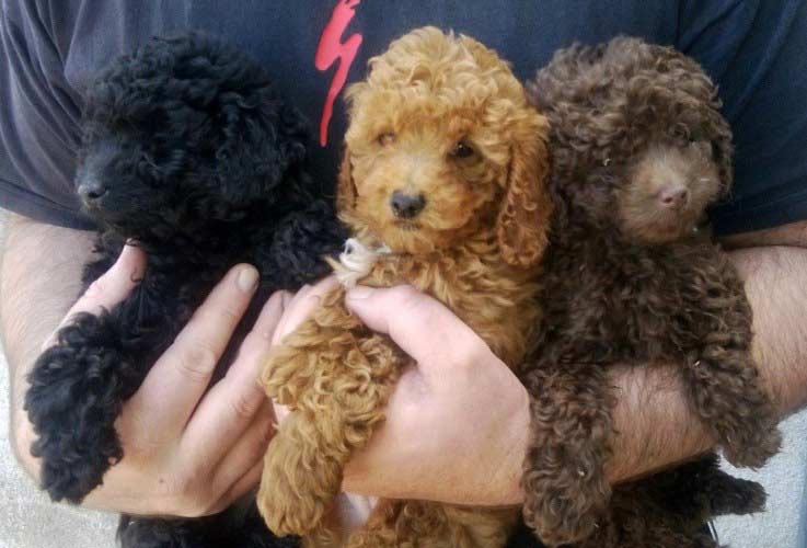 colores del Caniche Toy